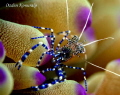   Spotted Cleaner Shrimp Periclimenes yucatanicus size 34 in. depth 10 ft. Utila Island Honduras Canon 400D EF100mm. f2.8 macro1180 f16 ISO320 Ikelite Housingcopyrights Ozden Konuralp 3/4 in ft EF100mm f/2.8 f/28 f/2 2.8 1/180, 1180, 180,  